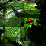 Jiny Pohled na Svět.