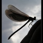 Vzhůru k výškám...