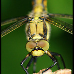 -siesta v rákosí- II