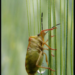 * Ploštice s kapkou *