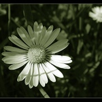 Sedmikrasný podvečer