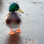 <b>~ kachny, kachny... ~</b><br>