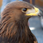 <b>~ Dravec ~</b><br>