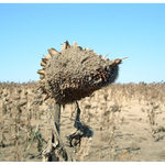 Pole uschlých slunečnic