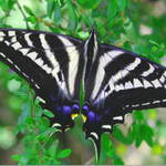 Butterfly Rancho.