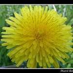 Slniecko ;)