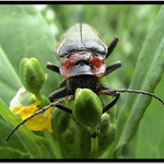 Odpolední siesta...