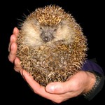 Že se bavíte aspoň vy...