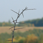 souška