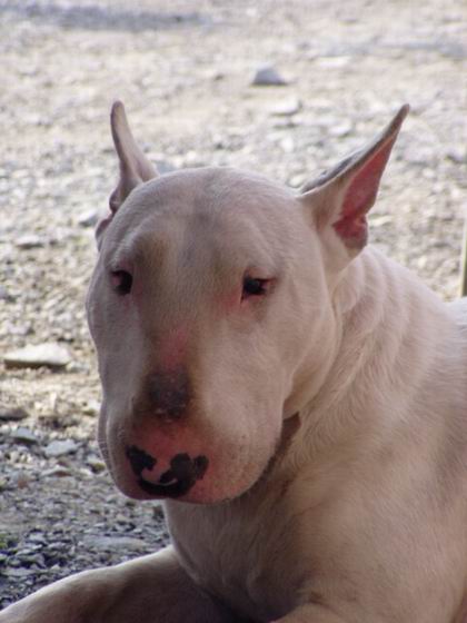 Bulík