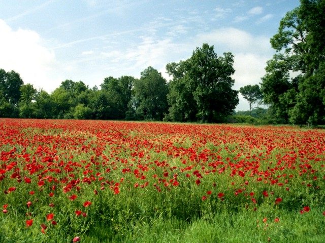 Poppy Field