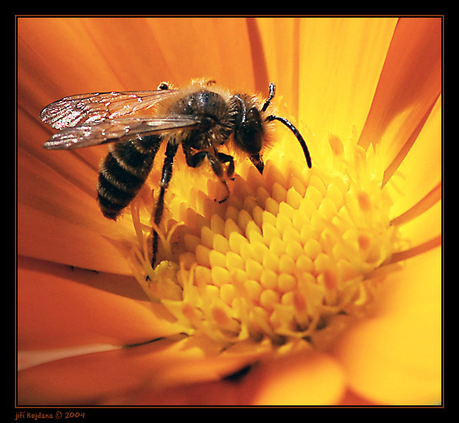 Včelka "Mája"?