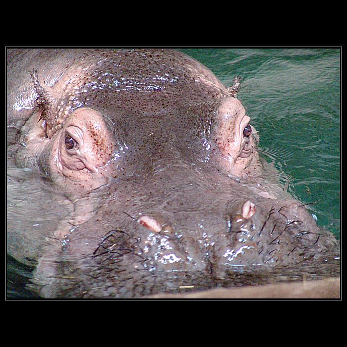 <b> .:: PORTRET ::. </b>
