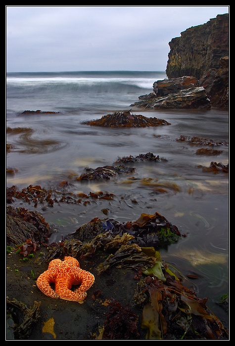 Starfish