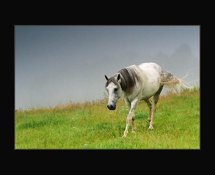 Na nebeských pastvinách