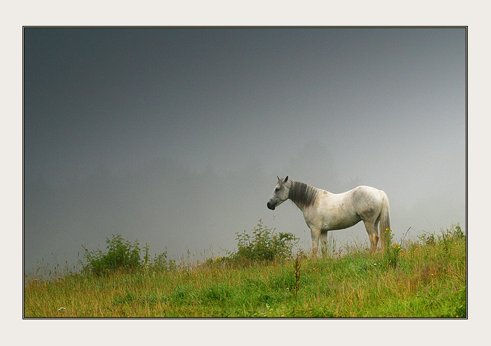 Na nebeských pastvinách