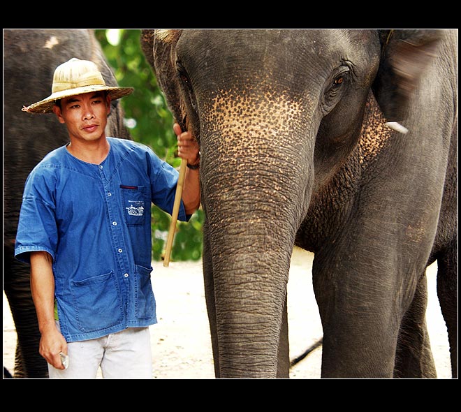 <b>Elephant</b>