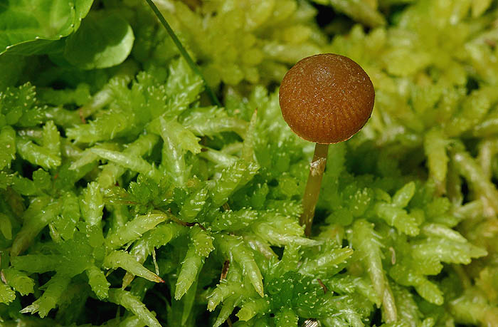 Šumavská houbička