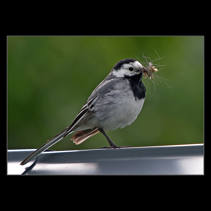 <b>* Drobný střádal *</b>