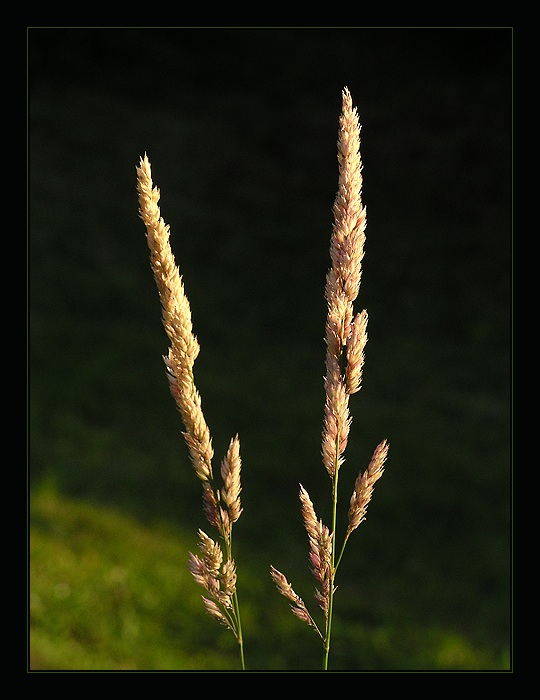 <b>Twins</b>