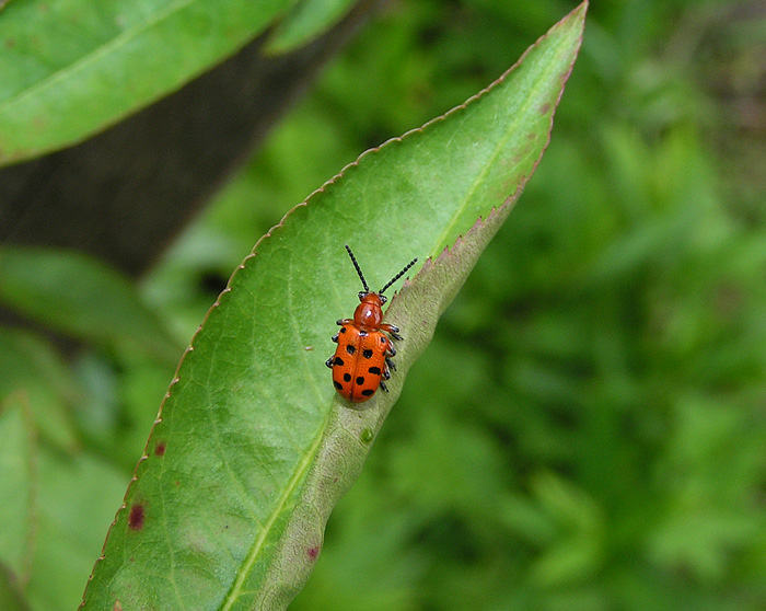 Svět hmyzu 2 - Chřestovníček