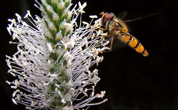 Ze života hmyzu VI.