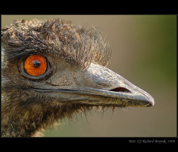 <B>EMU</B>