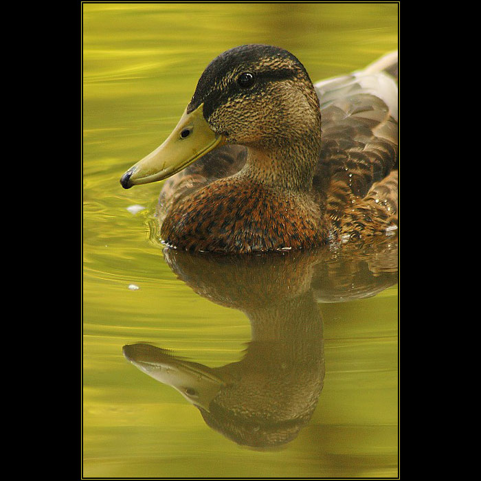 <B>TO JSEM KUS CO ANEB....</B>