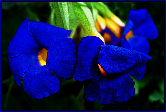 BlueOne