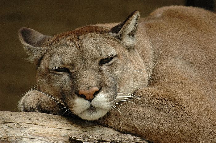 Puma #2