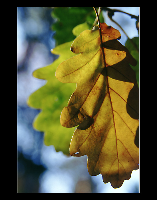 Zavřete oči, odcházím...