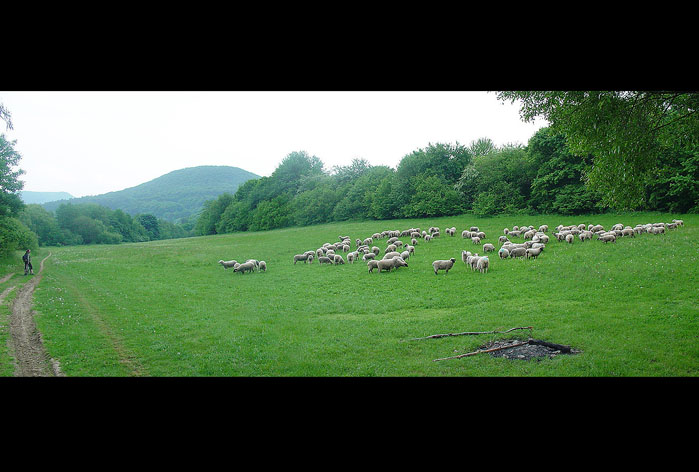 ovce na pastve - strazovske vrchy (SK)