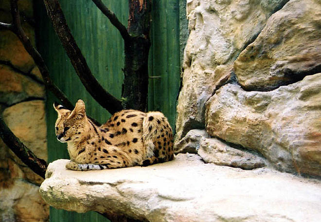 Serval