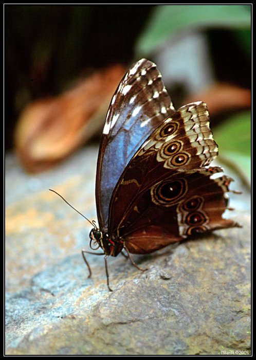 Morpho menelaus 2