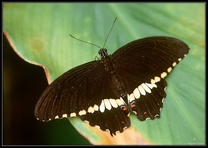 Papilio polytes