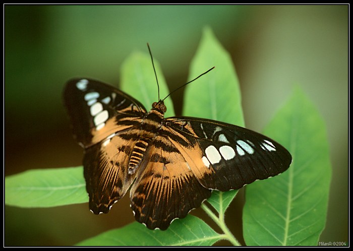 Parthenos Sylvia
