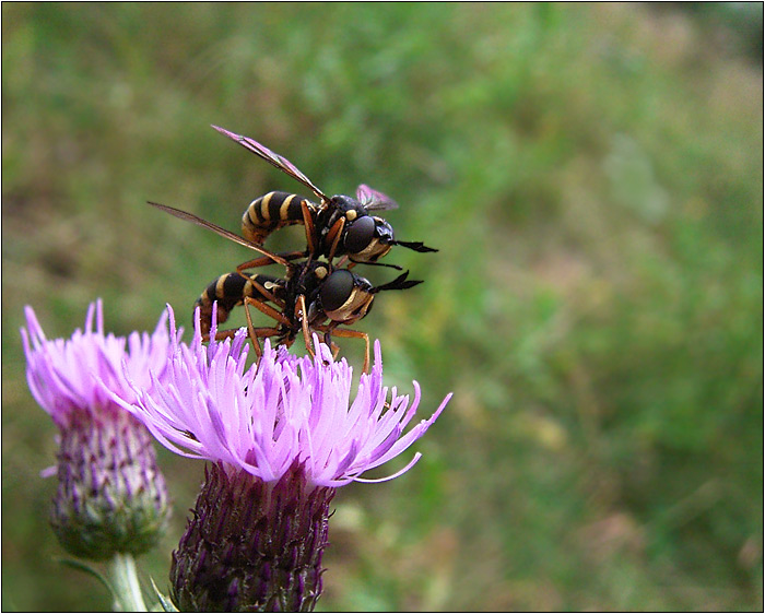 tak TOTO je ten dvojplošník, drahá!
