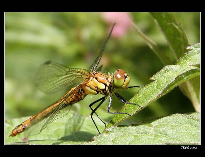 <b>...vážka...</b>