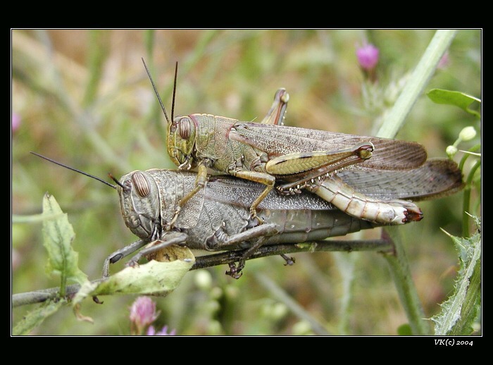 <b>na koníčka si vyskočím</b>