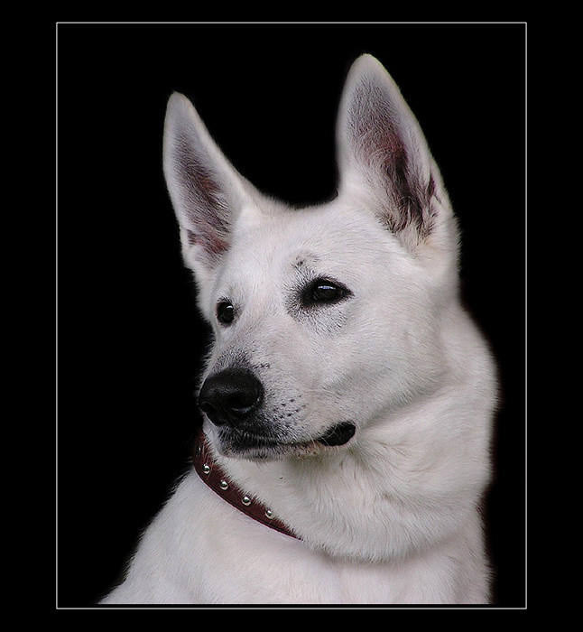 Pohledy II.