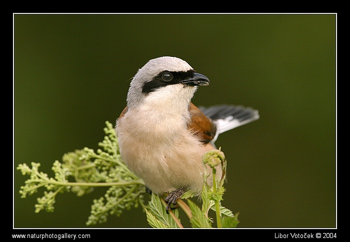 Taťka ťuhýk (podruhé)