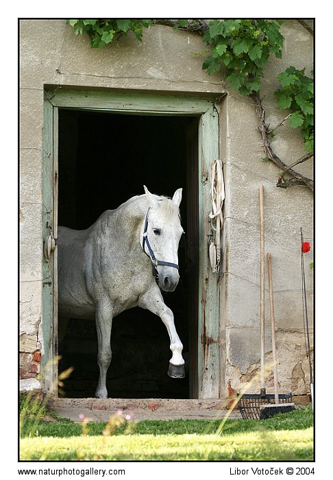 Konička... :-)