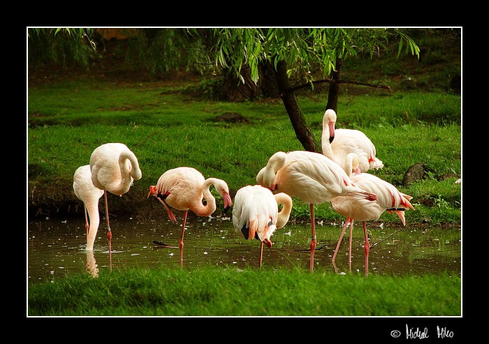 Plameňák růžový starosvětský (Phoenicopterus ruber roseus)