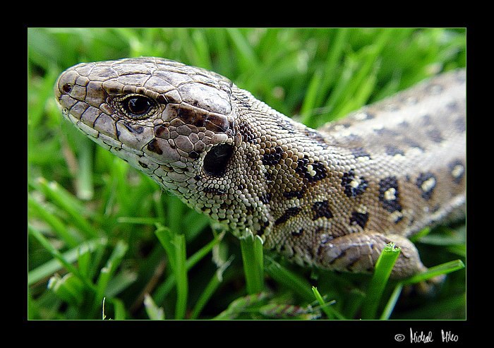 Ještěrka obecná (Lacerta agilis)