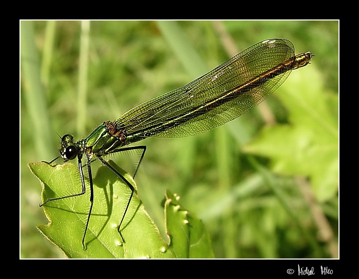 Motýlice obecná (Calopteryx virgo)