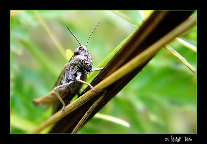 Saranče čárkovaná (Stenobothrus lineatus)
