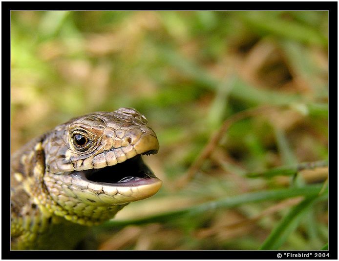 Zírám na ten svět s otevřenou hubou ... :-)