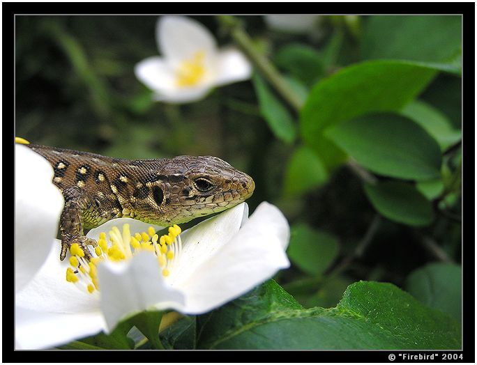 Ještěrka opylující kytičku ...