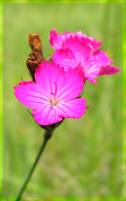 Slzička