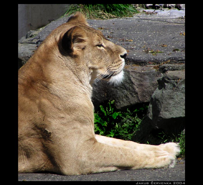 <i>dalsí ze ZoO --- LVICE</i>